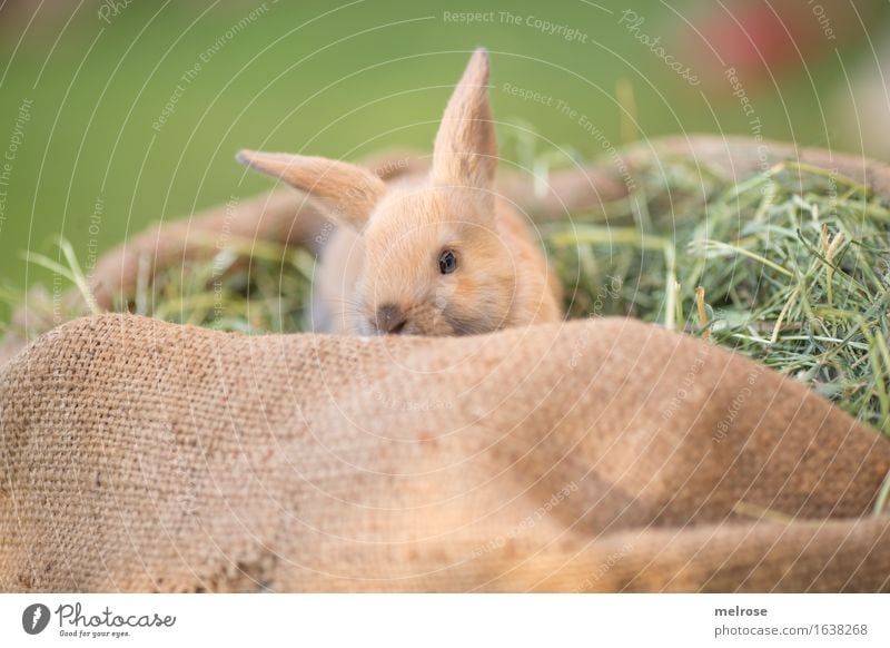 Guckuck ... Stroh Heu Garten Tier Haustier Tiergesicht Fell Schnauze Hasenlöffel Zwergkaninchen Nagetiere Säugetier 1 Tierjunges Jutesack Strohsack gebettet