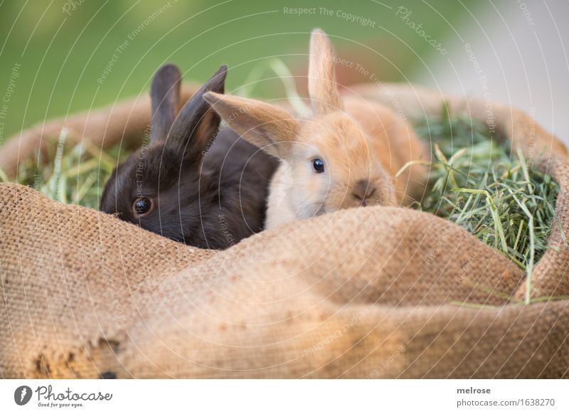 Kuschelzeit ... Ostern Gras Heu Stroh Wiese Tier Haustier Tiergesicht Fell Hasenohren Zwergkaninchen Säugetier Hasenlöffel Geschwister 2 Tierpaar Tierjunges