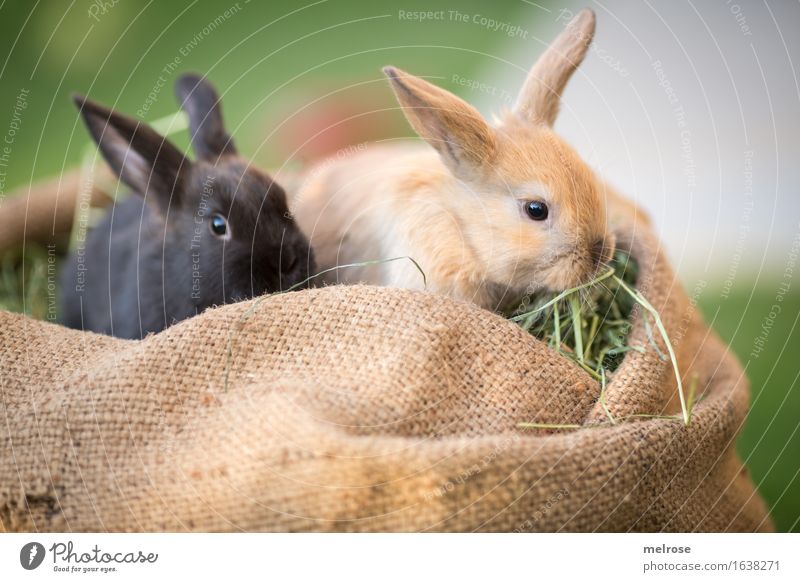 Futter fassen ... Ostern Gras Heu Garten Tier Haustier Tiergesicht Fell Zwergkaninchen Hasenohren Schnauze Säugetiere Nagetiere 2 Tierpaar Tierjunges Jutesack