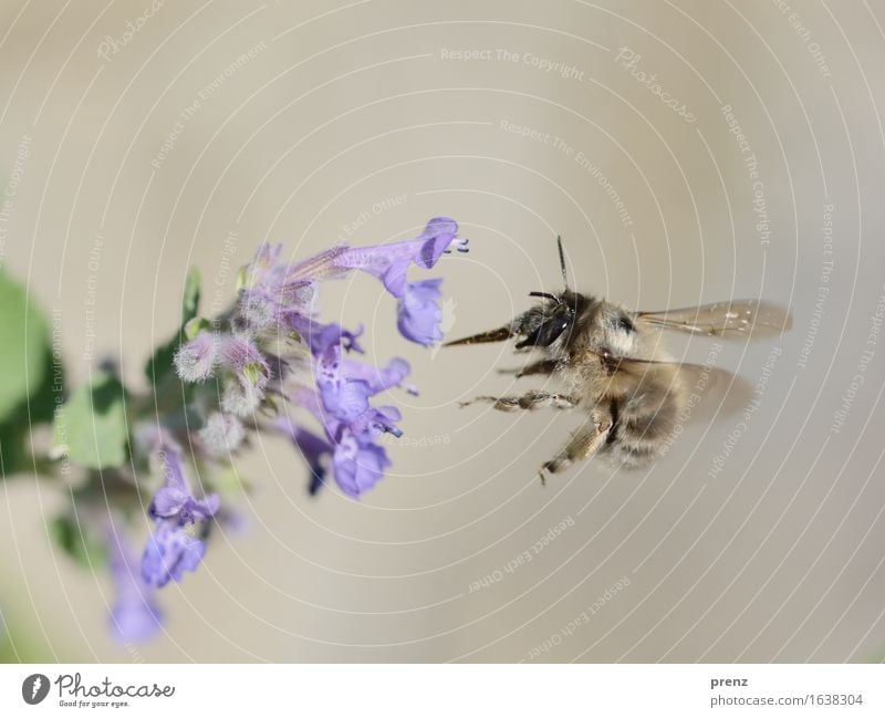 Biene 2016 Umwelt Natur Pflanze Tier Frühling Sommer Schönes Wetter Blume Blüte Garten Park Wiese Wildtier fliegen blau grün fliegend Insekt Farbfoto