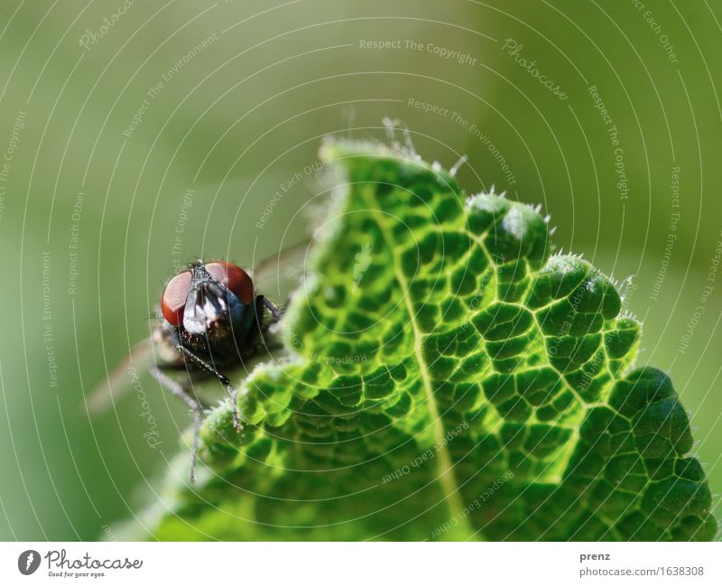 Gegenlichtfliege Umwelt Natur Pflanze Tier Frühling Sommer Blatt Wildtier Fliege 1 grün Insekt Kopf Auge Blick sitzen Farbfoto Außenaufnahme Nahaufnahme