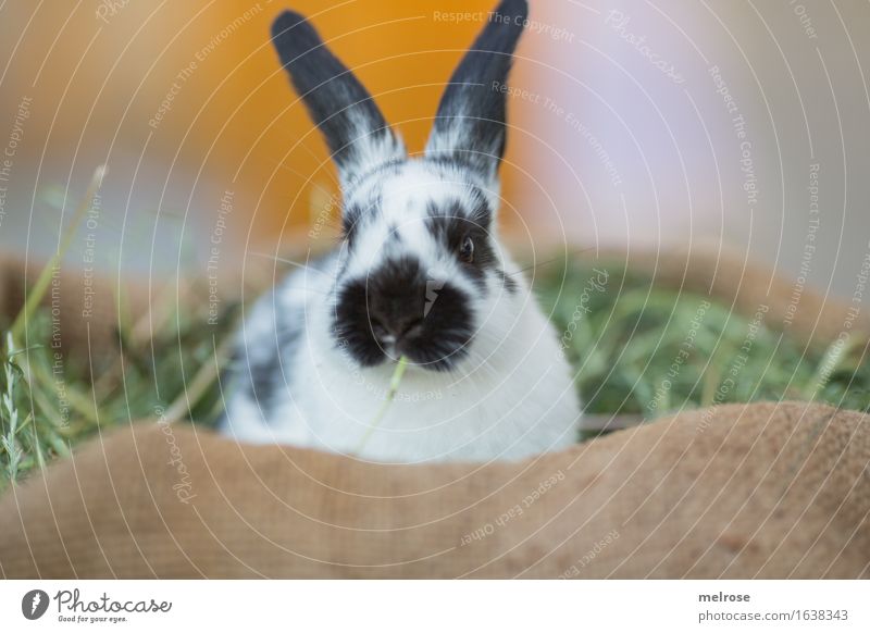 leckaaaaaaaa Ostern Stroh Heu Garten Tier Haustier Tiergesicht Fell Hasenohren Zwergkaninchen Säugetier Nagetiere Schnauze 1 Tierjunges Juttesack Farbfleck