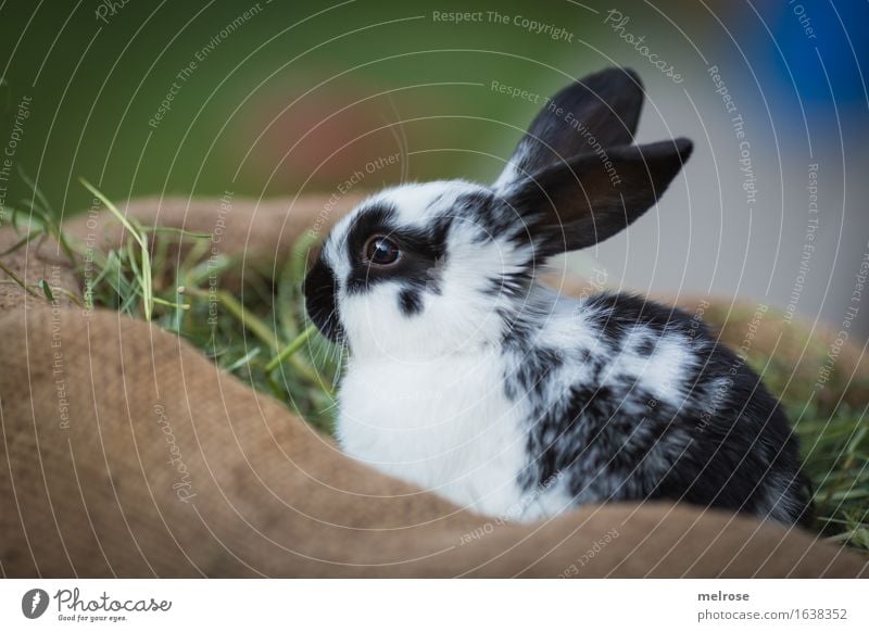 Ausschau halten Ostern Stroh Heu Wiese Tier Haustier Tiergesicht Fell Zwergkaninchen Hasenohren Nagetiere Säugetier 1 Tierjunges Juttesack Farbfleck Erholung