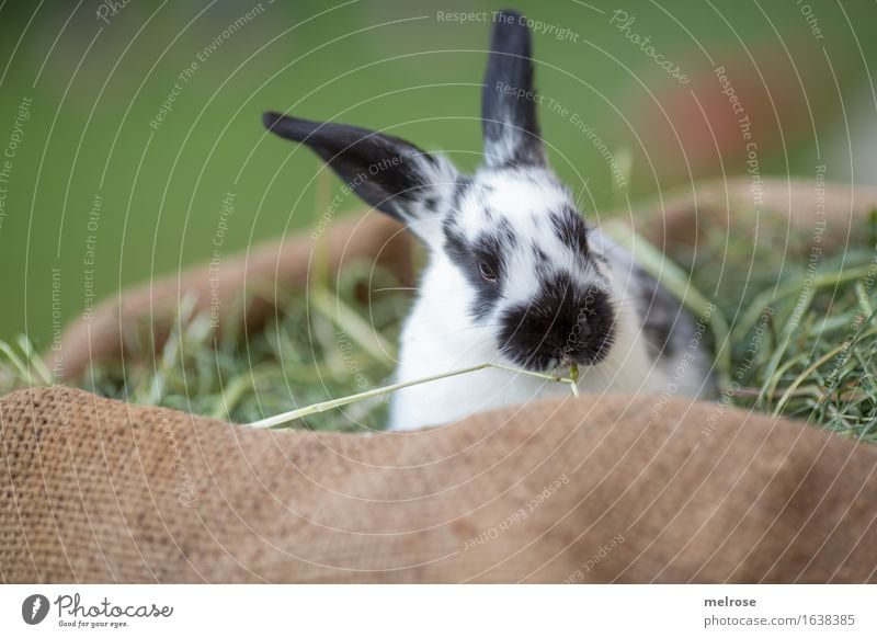 Guten Morgen neue Woche ... Ostern Gras Heu Stroh Wiese Tier Haustier Tiergesicht Fell Schnauze Hasenohren Zwergkaninchen Säugetier Nagetiere 1 Tierjunges