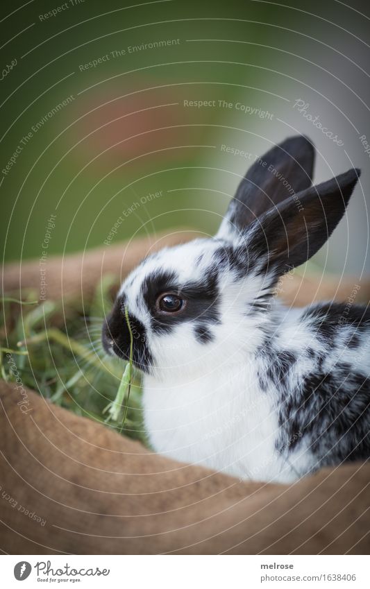 stolzes kleines Hasilein Ostern Gras Stroh Tier Haustier Tiergesicht Fell Zwergkaninchen Hasenohren Nagetiere Säugetier 1 Tierjunges Juttesack Erholung genießen