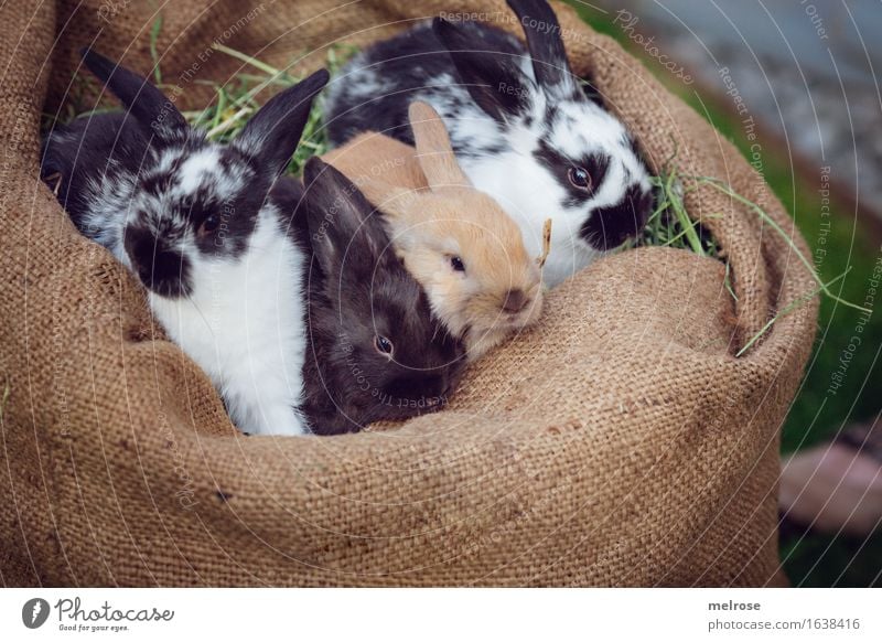 VIER Strolche Haustier Tiergesicht Fell Hasenlöffel Zwergkaninchen Nagetiere Säugetier 4 Tiergruppe Tierjunges Tierfamilie Quartett Geschwister Erholung sitzen