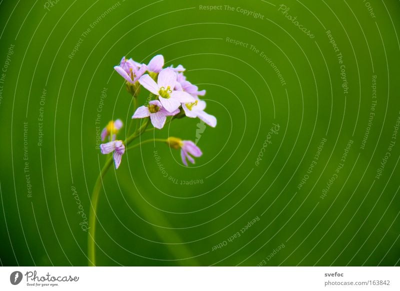 Erstlingsfrucht Farbfoto Makroaufnahme Menschenleer Textfreiraum rechts Hintergrund neutral Schwache Tiefenschärfe Zentralperspektive Natur Pflanze Frühling