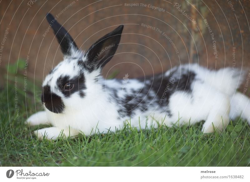 ab ins Wochenende ... Ostern Frühling Gras Wiese Tier Haustier Tiergesicht Fell Pfote Zwergkaninchen Säugetier Nagetiere 1 Tierjunges Erholung genießen liegen