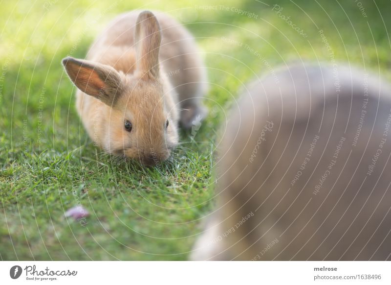 AB-Graser ... Ostern Garten Wiese Tier Haustier Tiergesicht Fell Nagetiere Sägetiere Hasenlöffel Zwergkaninchen 1 Tierjunges Fressen genießen kuschlig klein