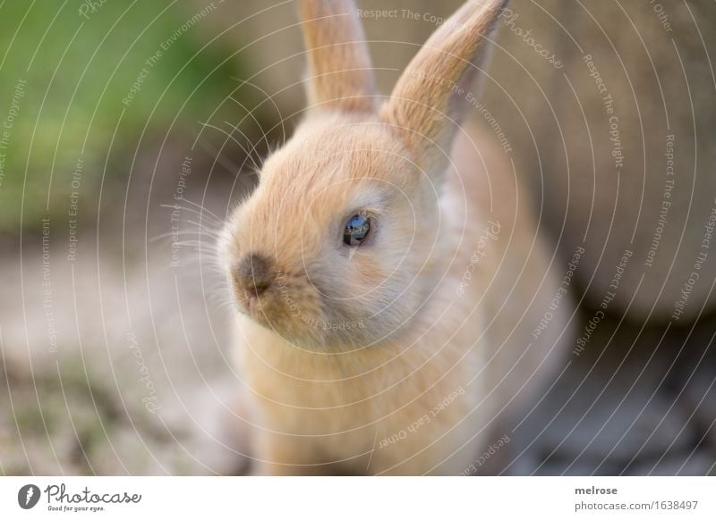 aufgewecktes Kerlchen Ostern Garten Wiese Tier Haustier Tiergesicht Fell Zwergkaninchen Schnauze Säugetier Nagetiere Hasenohren 1 Tierjunges aufgeweckter Blick