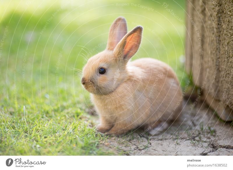 Hübschling ... Ostern Gras Garten Tier Haustier Tiergesicht Fell Pfote Zwerkaninchen Hasenohren Schnauze Nagetiere Säugetier 1 Tierjunges Steinplatte