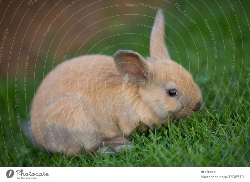 Quer-GRASER Gras Wiese Tier Haustier Tiergesicht Fell Zwergkaninchen Säugetier Nagetiere Hasenlöffel 1 Tierpaar Erholung genießen Freundlichkeit schön kuschlig