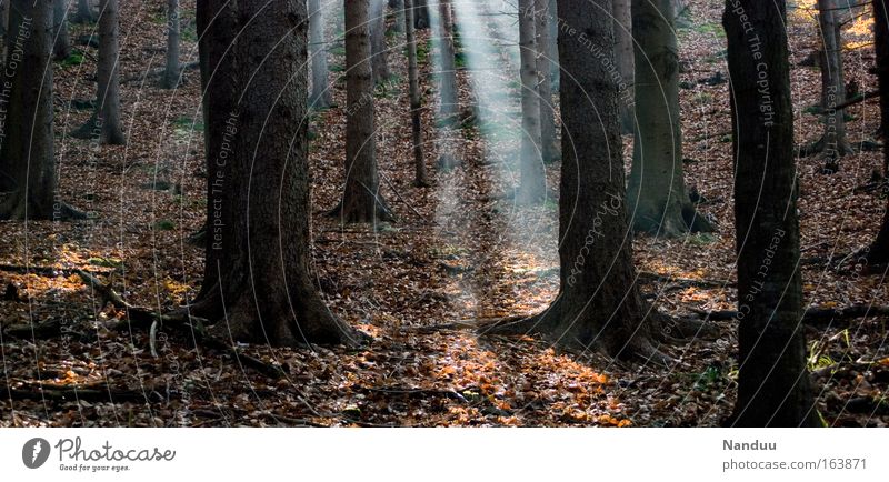 Hänsels Pfad Farbfoto Gedeckte Farben Außenaufnahme Menschenleer Abend Licht Lichterscheinung Sonnenstrahlen Gegenlicht Umwelt Natur Pflanze Urelemente Erde