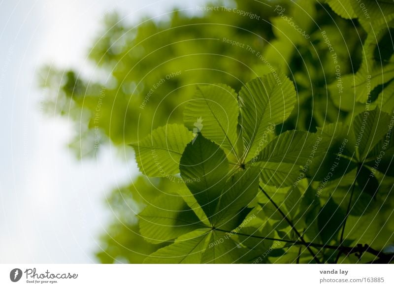 Biergartenzeit Sommer wandern Strandbar ausgehen Umwelt Natur Pflanze Himmel Frühling Baum Blatt Blühend Erholung Tradition Umweltschutz Kastanienbaum