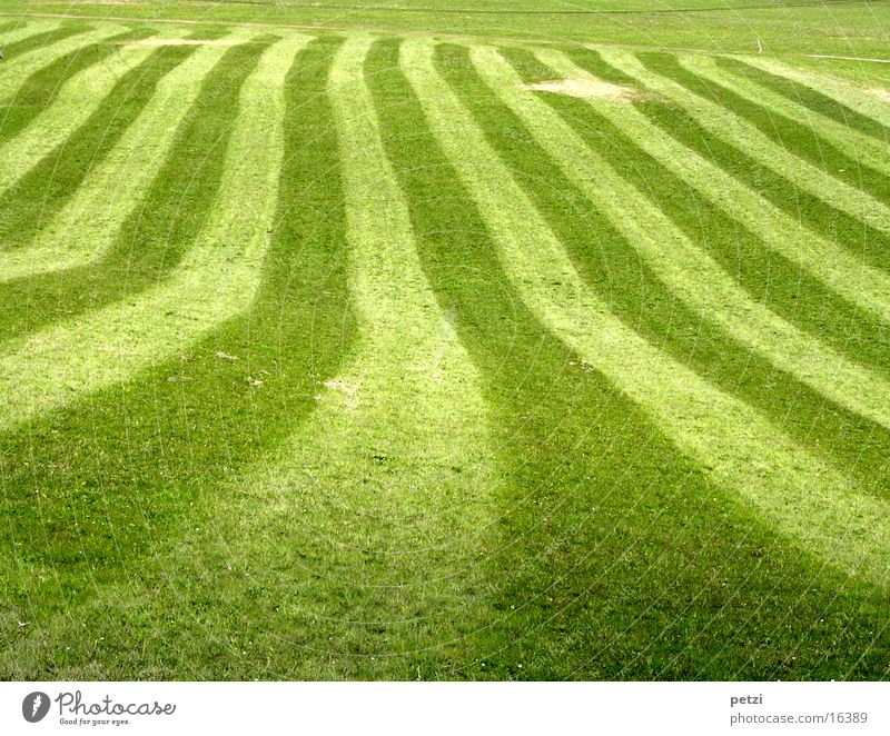 Streifenwiese Frühling Wiese dunkel hell grün Farbfoto Außenaufnahme Zentralperspektive