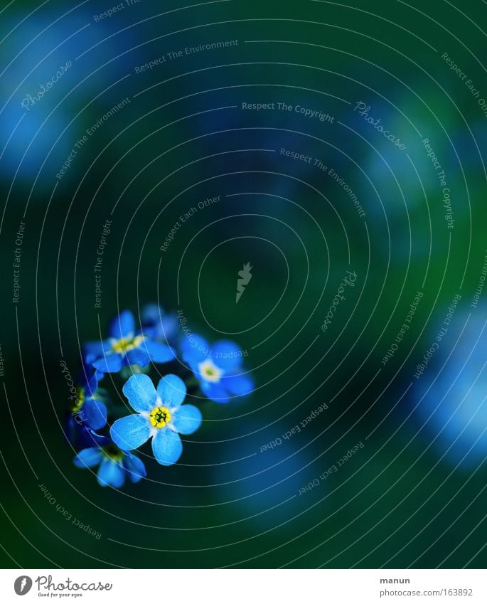 .. da war doch was...? Valentinstag Gartenarbeit Gärtnerei Floristik Pflanze Frühling Blume Blüte Vergißmeinnicht Park Zeichen Fröhlichkeit frisch blau grün