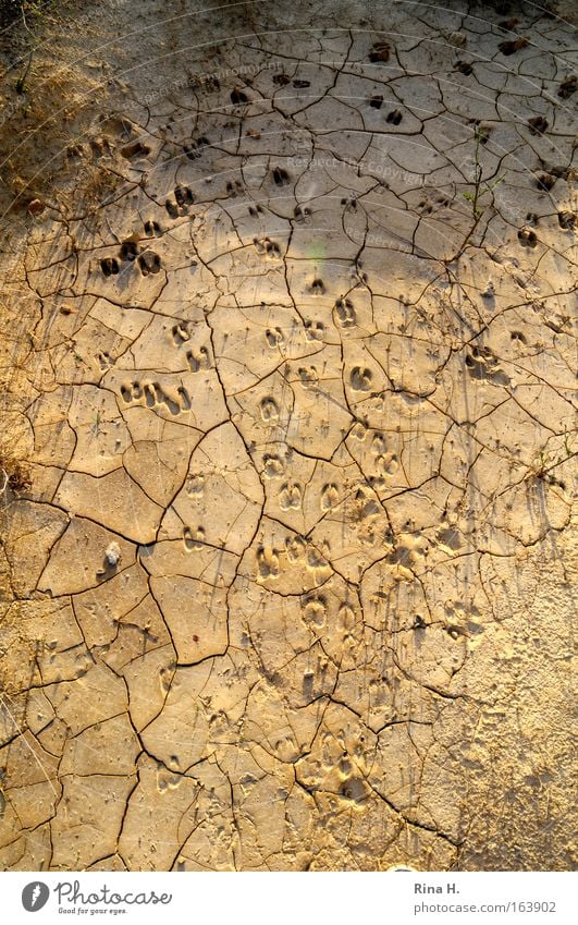 Spurensuche Farbfoto Gedeckte Farben Außenaufnahme Nahaufnahme Muster Strukturen & Formen Menschenleer Morgen Schatten Sonnenlicht Natur Erde Sand Sommer