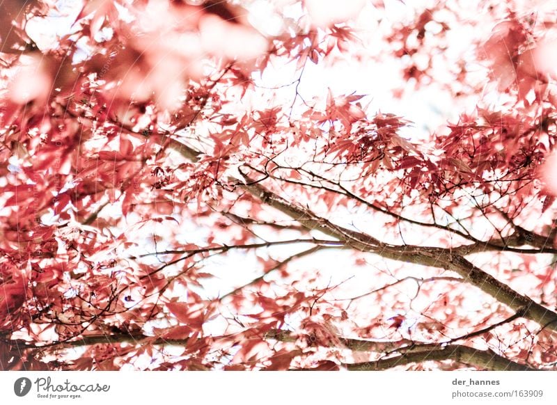 Tint it red! Farbfoto Außenaufnahme Nahaufnahme Detailaufnahme Experiment Menschenleer Abend Licht Kontrast Sonnenlicht Gegenlicht Starke Tiefenschärfe