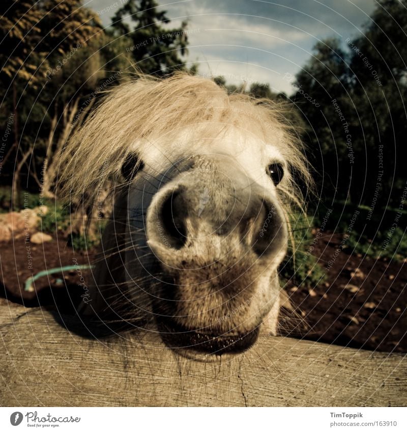 Animal Farm #1 Gedeckte Farben Außenaufnahme Tag Weitwinkel Tierporträt Blick in die Kamera Umwelt Natur Landschaft Pflanze Feld grauhaarig weißhaarig