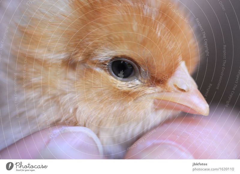 Babyküken Lebensmittel Ernährung Umwelt Natur Tier Nutztier Vogel Tiergesicht Küken Tierjunges Freude Glück Fröhlichkeit Zufriedenheit Lebensfreude