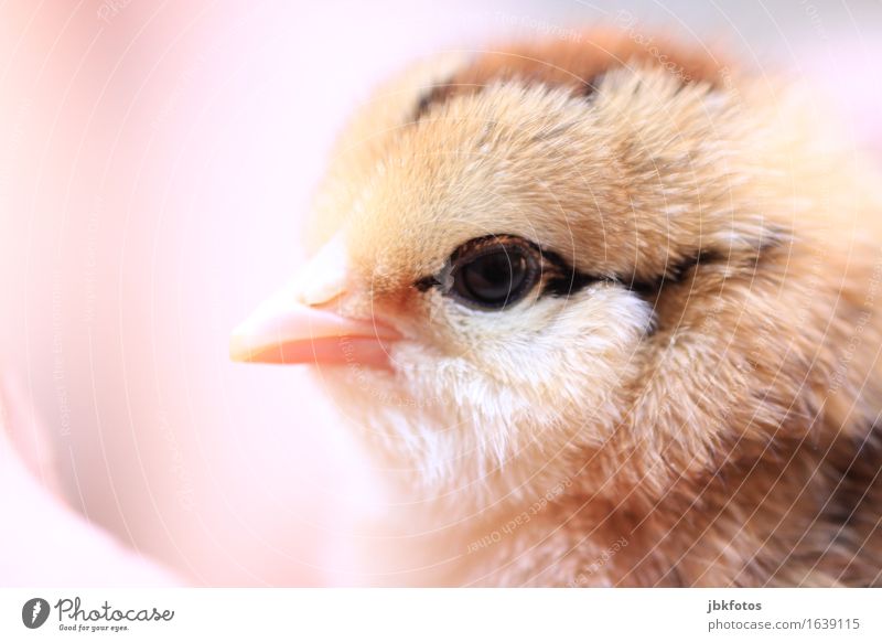 sweetheart Lebensmittel Ernährung Umwelt Natur Tier Haustier Nutztier Wildtier Vogel Küken Haushuhn Hahn Ei 1 Tierjunges außergewöhnlich elegant Glück trendy