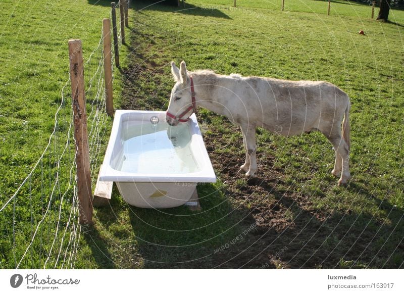 Eine Badewanne voll Durst Farbfoto Außenaufnahme Tag Sonnenlicht Tierporträt Blick nach unten Natur Sommer Wiese Feld Schwimmbad Haustier Nutztier Pferd 1