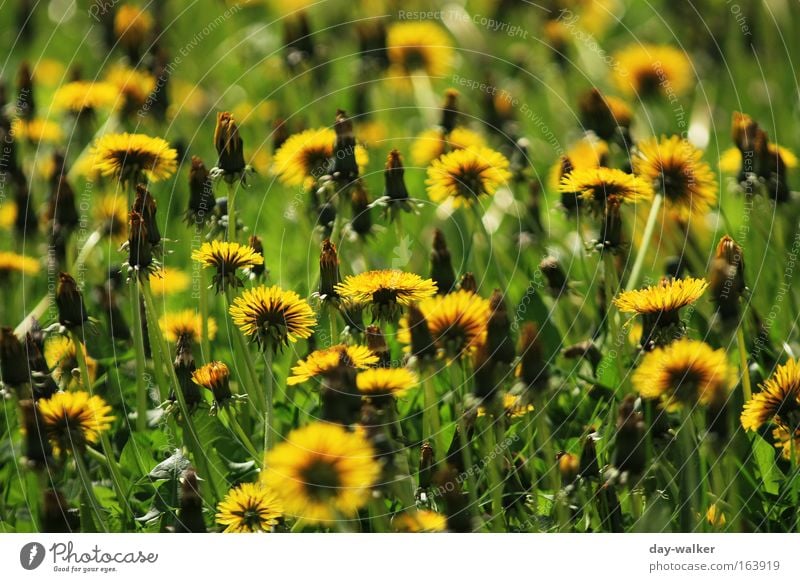 Summerfeeling Farbfoto mehrfarbig Außenaufnahme Menschenleer Tag Schatten Kontrast Sonnenlicht Unschärfe Starke Tiefenschärfe Froschperspektive Natur Landschaft