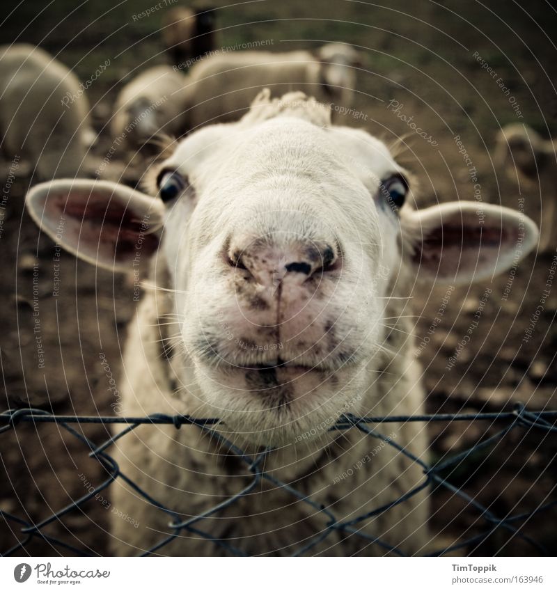 Animal Farm #2 Gedeckte Farben Außenaufnahme Tierporträt Blick in die Kamera Nutztier Tiergesicht Fell 1 Fröhlichkeit verrückt Tierliebe Neugier Interesse Ohr