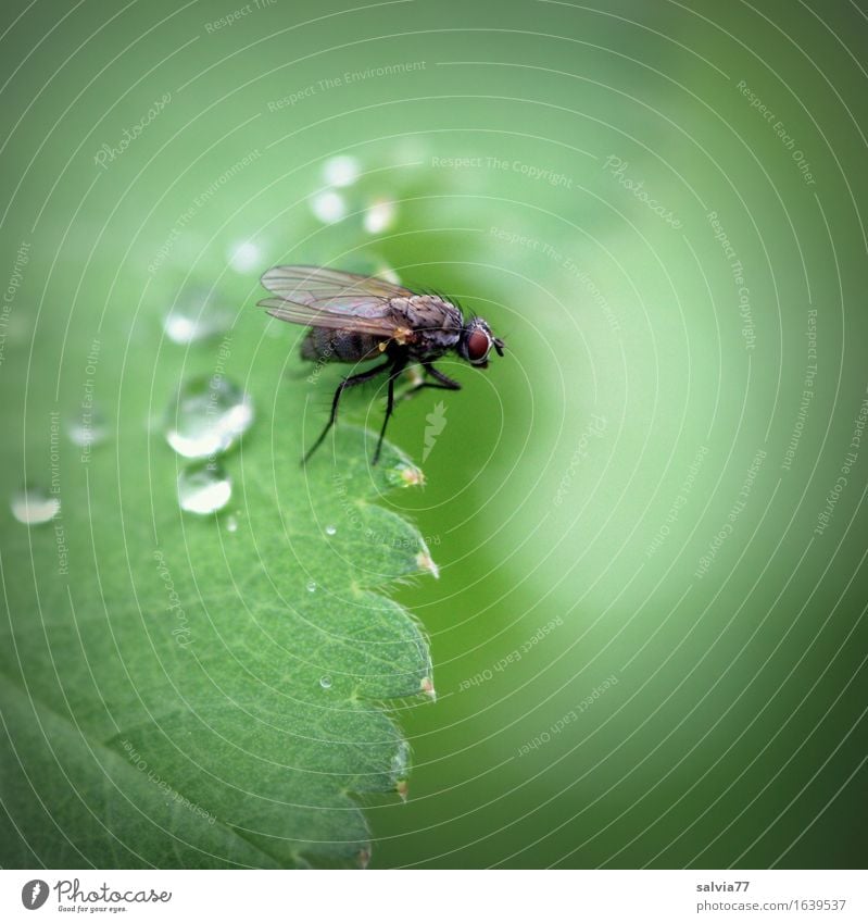 Regenpause Natur Pflanze Tier Wassertropfen Blatt Grünpflanze Totes Tier Fliege Flügel 1 krabbeln sitzen warten grün einzigartig Leben Leichtigkeit Mittelpunkt