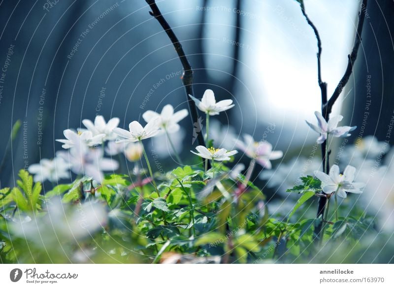 Märchenwald Nahaufnahme Textfreiraum oben Tag Sonnenlicht Gegenlicht Froschperspektive Natur Pflanze Frühling Schönes Wetter Blume Blüte Wildpflanze Park