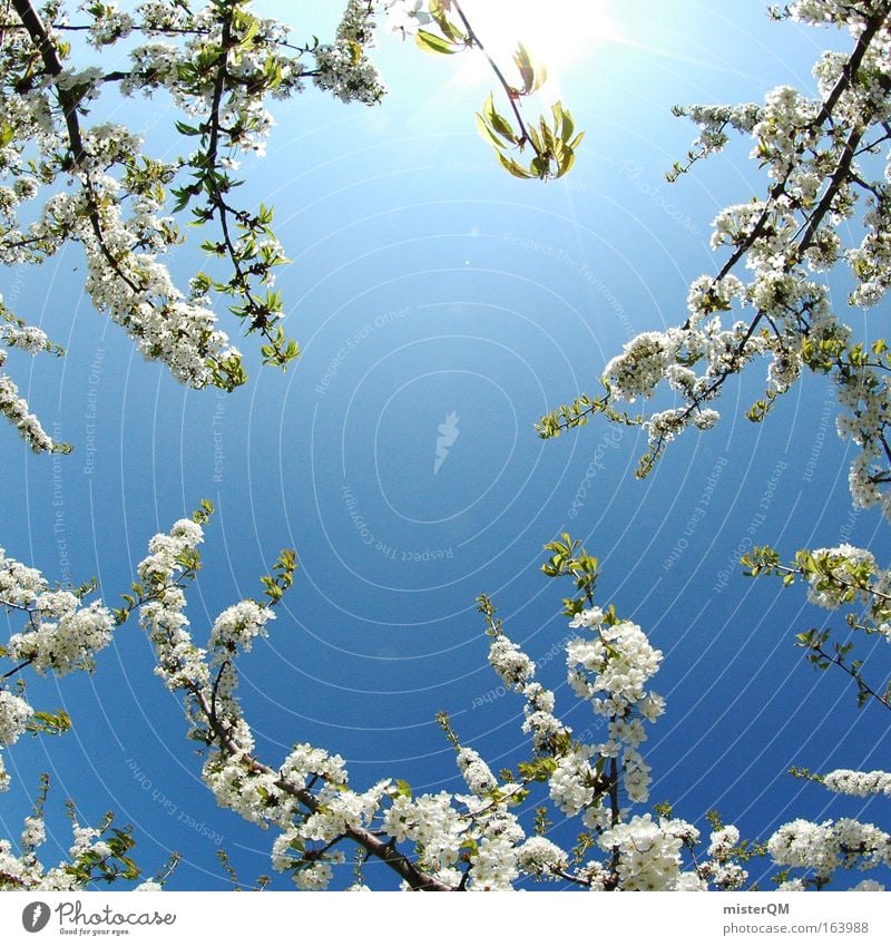 Japanese Spring Farbfoto Außenaufnahme Menschenleer Hintergrund neutral Tag Sonnenlicht Froschperspektive Fischauge schön Gesundheit Leben ruhig Duft Sommer