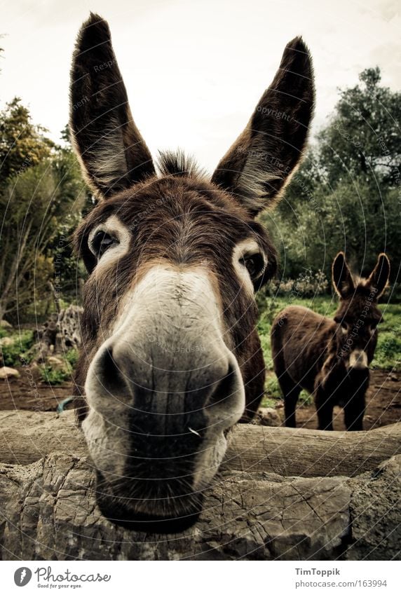 Animal Farm #3 Außenaufnahme Tierporträt Blick in die Kamera Feld Nutztier Tiergesicht 2 Neugier niedlich braun Ohr Schnauze Esel Muli Tag