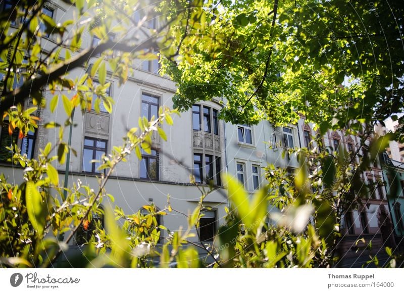 Haus im Grünen Farbfoto Außenaufnahme Menschenleer Tag Sonnenlicht Gegenlicht Frühling Schönes Wetter Pflanze Baum Blatt Offenbach Deutschland Hessen Europa