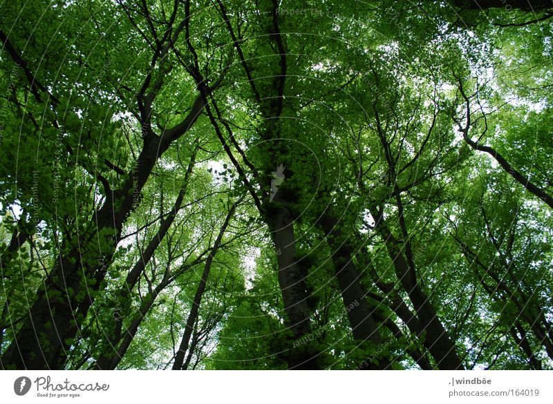 Grüner Himmel Farbfoto Außenaufnahme Tag Sonnenlicht Froschperspektive Ausflug Berge u. Gebirge wandern Natur Landschaft Luft Frühling Schönes Wetter Baum Wald