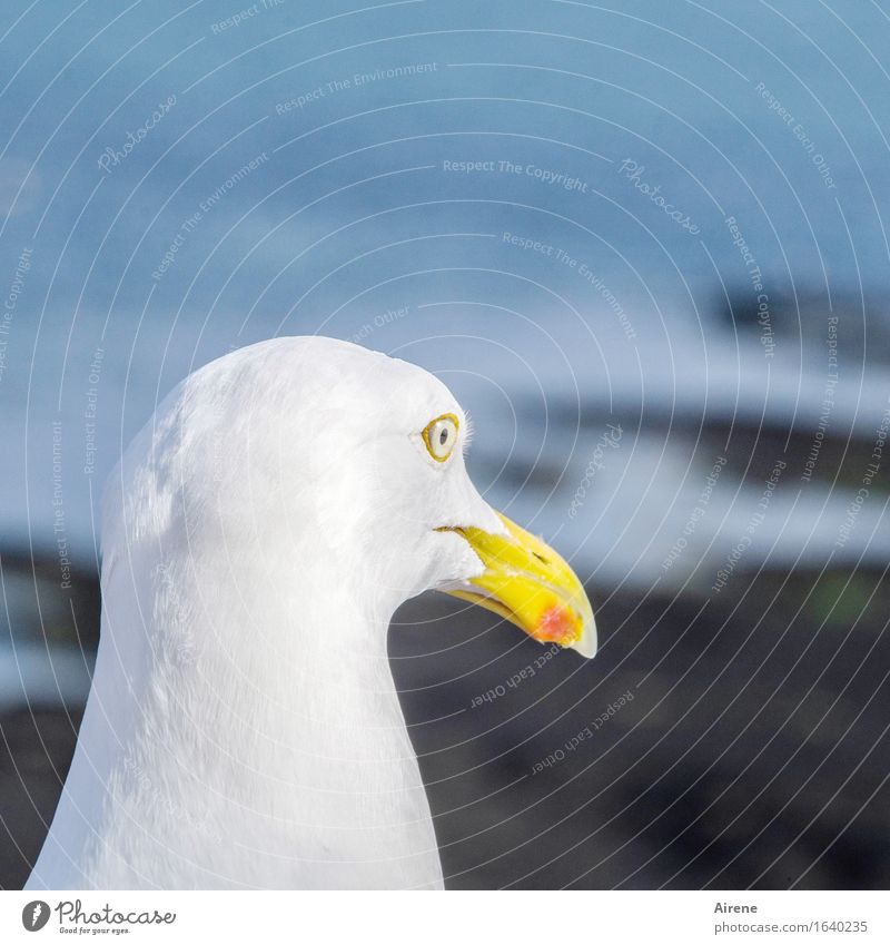 markantes Profil Tier Vogel Tiergesicht Möwe 1 maritim blau weiß Farbfoto Außenaufnahme Menschenleer Hintergrund neutral Tag Tierporträt Blick nach vorn