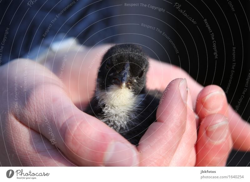 klein und flauschig Lebensmittel Ernährung Umwelt Natur Tier Nutztier Vogel Tiergesicht Flügel Haushuhn Küken 1 Tierjunges schön einzigartig kuschlig fliegen