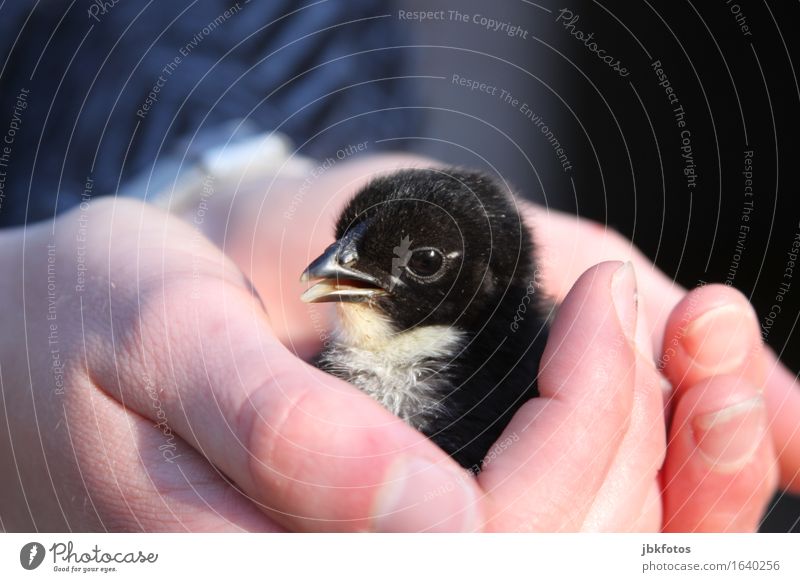 Herzallerliebst Lebensmittel Ernährung Freude Freizeit & Hobby Umwelt Natur Tier Haustier Nutztier Vogel Tiergesicht Flügel Feder Haushuhn 1 Tierjunges Gefühle