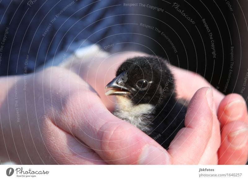 Nächstenliebe / In schützenden Händen Lebensmittel Ernährung Umwelt Natur Tier Nutztier Vogel Tiergesicht Flügel Küken Haushuhn Hahn 1 Tierjunges trendy