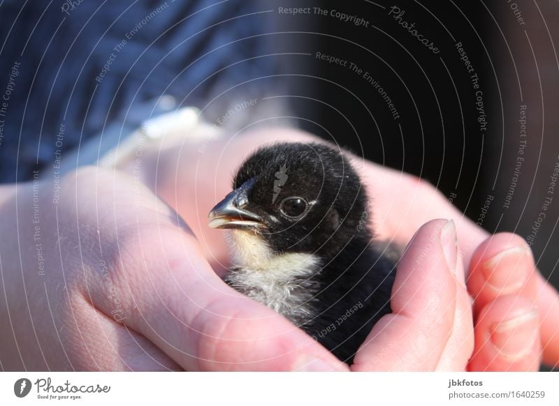 schützende Hände Lebensmittel Ernährung Umwelt Natur Tier Haustier Nutztier Wildtier Vogel Küken Haushuhn Hahn 1 Tierjunges Gefühle Freude Glück Zufriedenheit