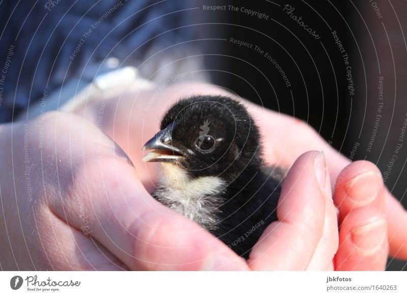 kleiner Piepmatz Lebensmittel Ernährung Umwelt Natur Tier Haustier Nutztier Vogel Haushuhn Küken 1 Tierjunges ästhetisch außergewöhnlich frei Fröhlichkeit Glück