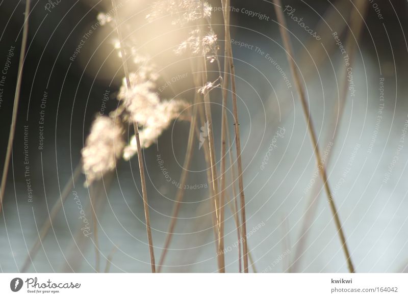 moorsommer Natur Sonne Sonnenlicht Frühling Pflanze Gras Sträucher Wildpflanze Seeufer Flussufer Moor Frühlingsgefühle Warmherzigkeit ruhig Leben Heimweh