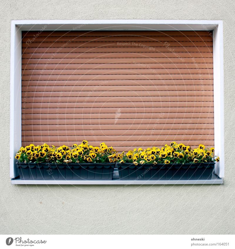 Frühjahrsmüdigkeit Farbfoto Nahaufnahme Menschenleer Textfreiraum unten Tag Zentralperspektive Blume Haus Einfamilienhaus Bauwerk Gebäude Architektur Fenster