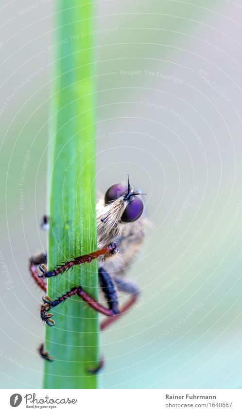 eine Raubfliege beobachtet skeptisch einen Fotografen Tier Wildtier Fliege "Raubfliege," 1 Natur "Jagdfliege Predator Asilidae" Farbfoto Makroaufnahme