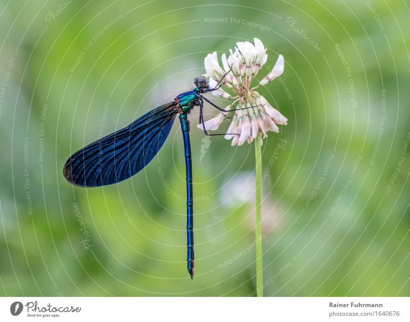 ein Männchen der Prachtlibelle sitzt an einer Kleeblüte Natur Wiese Tier Wildtier "Insekt Libelle Prachtlibelle" 1 "schlafende Weide Futterklee Elfe Schönheit"