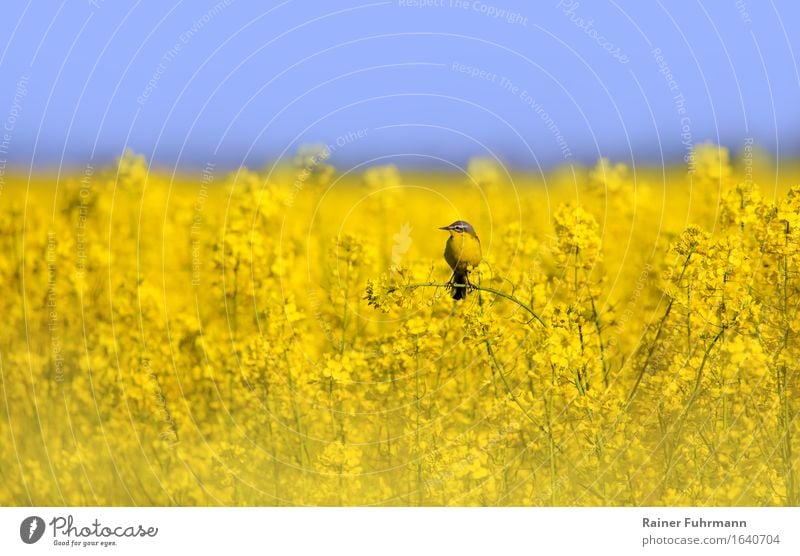 eine Schafstelze in einem blühenden Rapsfeld Natur Pflanze Tier Feld Wildtier "Singvogel Schafstelze" 1 sitzen gelb Tierliebe Romantik "Raps Umwelt Umweltschutz