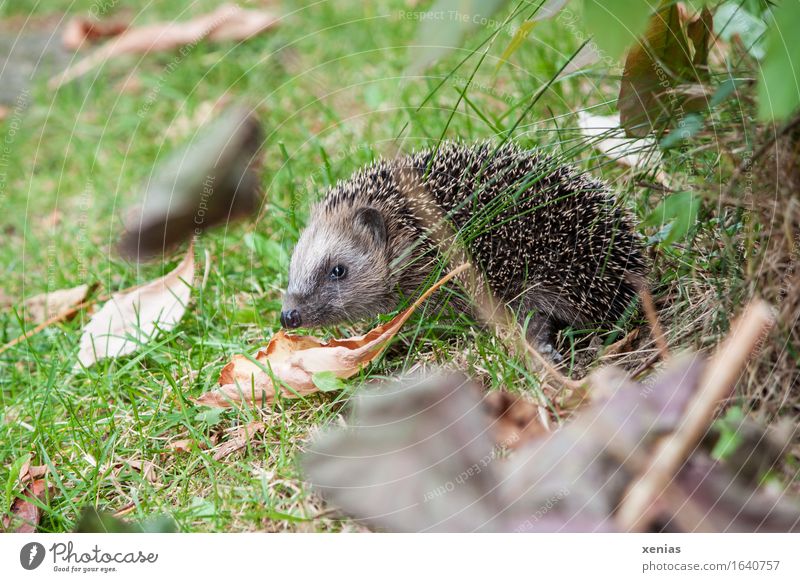 Igel auf der Wiese Insektenfresser Stachel Herbst Gras Blatt Garten Park Tier 1 stachelig braun grün Knopfauge Winterschlaf hedgehog Ganzkörperaufnahme