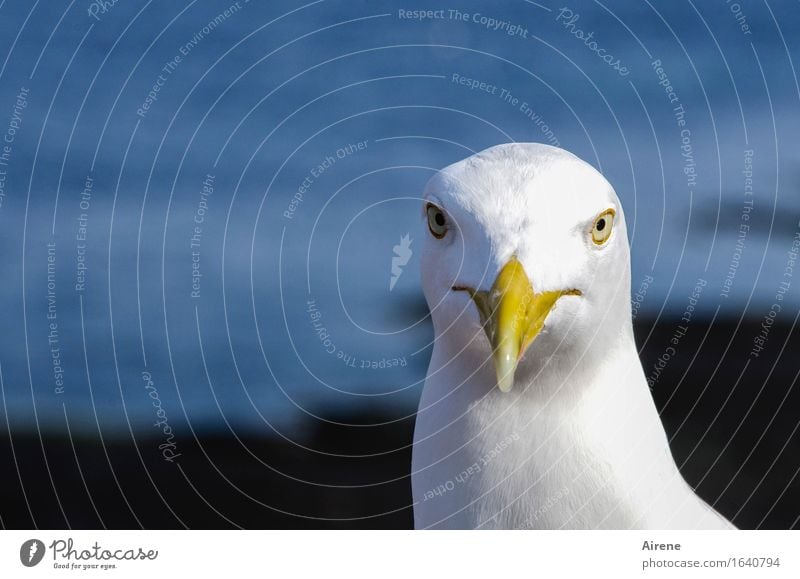 direkter Blick Tier Vogel Möwe Möwenvögel 1 bedrohlich frech maritim Neugier blau weiß Schnabel Kopf Vogelschnabel Farbfoto Außenaufnahme Menschenleer