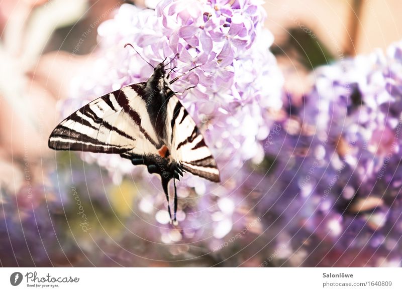 Segelfalter meets Flieder Tier Schmetterling Flügel 1 fliegen Duft violett weiß Umwelt Umweltschutz elegant Fliederbusch Sommer schön Artenschutz Artenreichtum