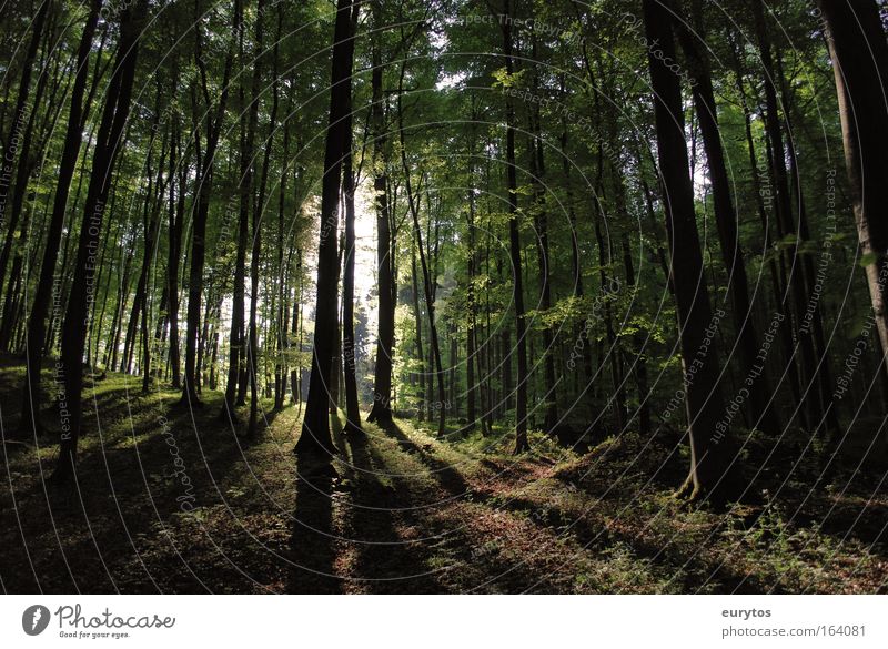 "Sherwood Forest" Farbfoto Außenaufnahme Textfreiraum links Textfreiraum rechts Textfreiraum unten Abend Licht Schatten Kontrast Sonnenlicht Sonnenstrahlen