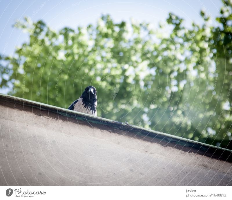 schauplatz. Natur Frühling Baum Haus Gebäude Mauer Wand Fassade Dach Tier Wildtier Vogel 1 beobachten Blick warten Neugier Rabenvögel Neigung Farbfoto